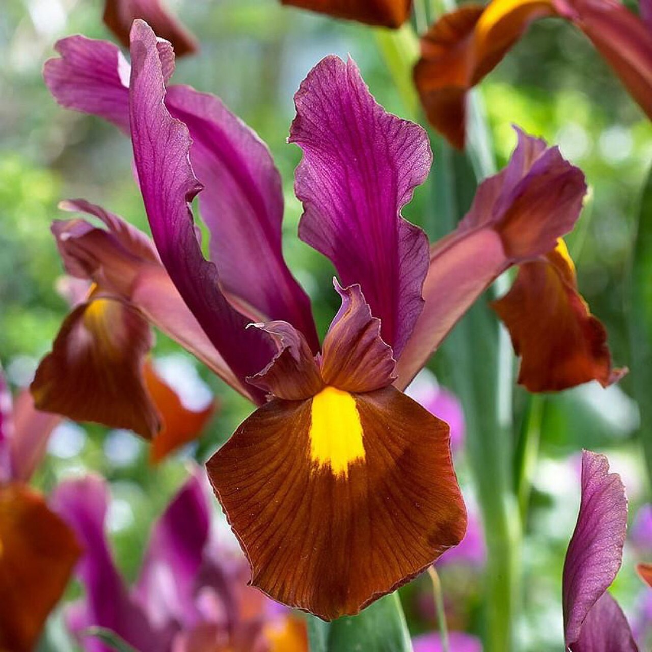 Red Ember Dutch Iris 10 Bulbs - Multiply Rapidly - 8/+ cm Bulbs